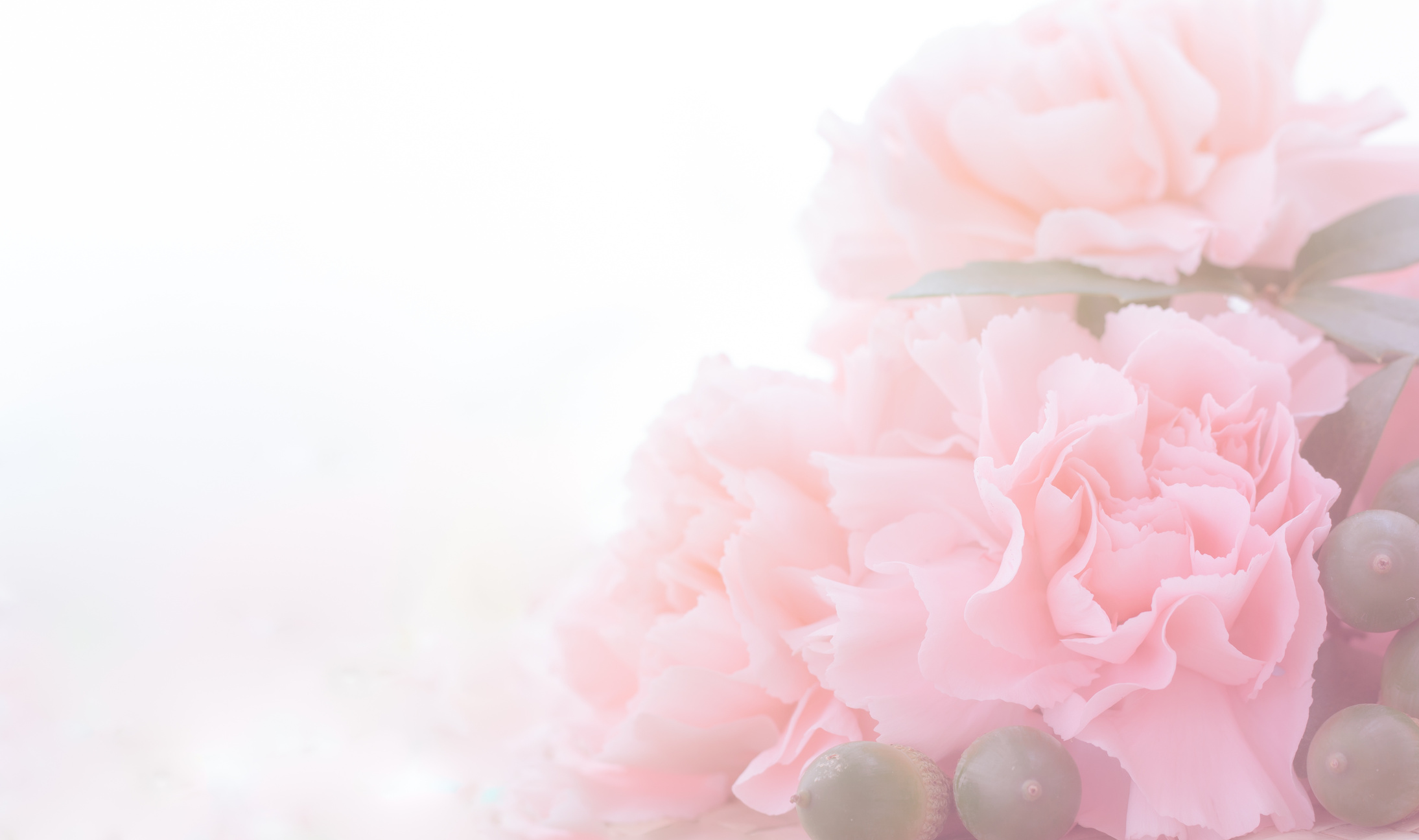 Pink Carnation Flowers.